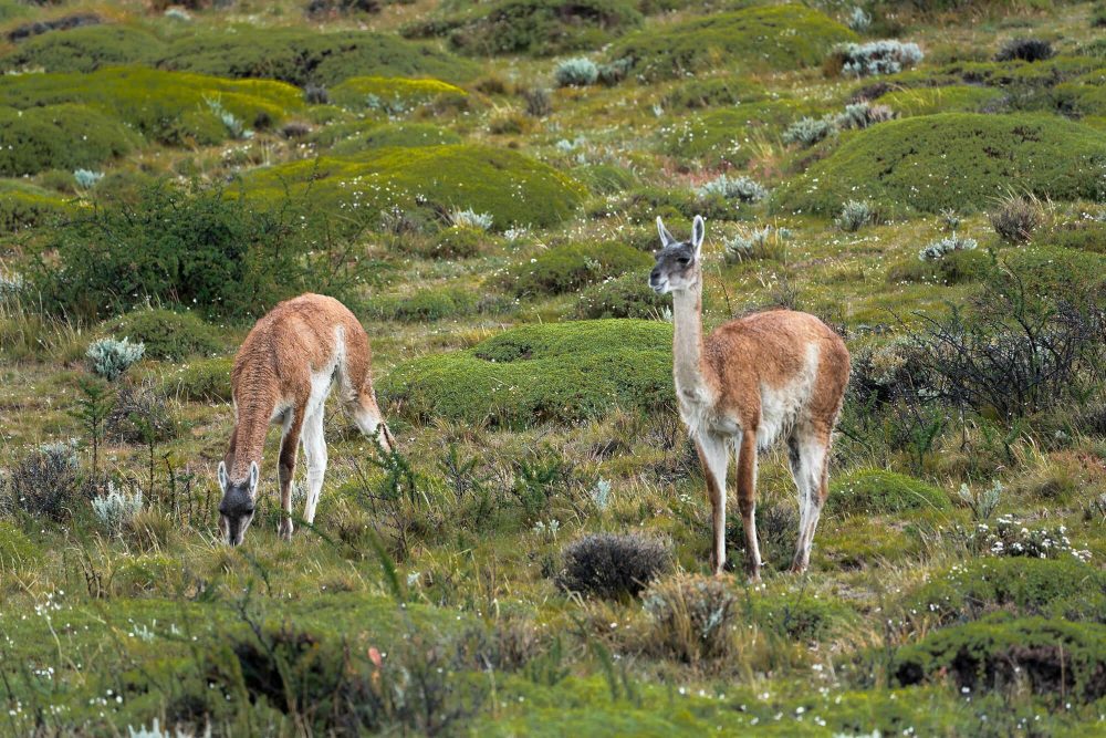 2019 11 25 el chalten DSC4320 | photo by jake landon schwartz